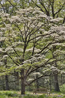 Hardwood Forest Prints: Bench under blooming white dogwood amongst the hardwood tree. Mt. Cuba Center, Hockessin