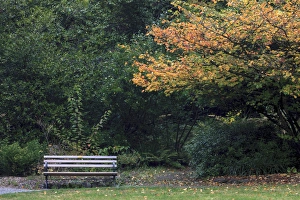 Northwest Prints: Bench. Fall colors Seattle Arboretum. Washington