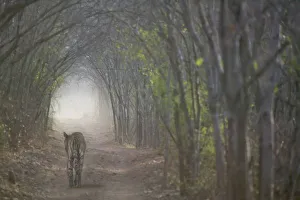 Mystic Prints: Bengal Tiger in