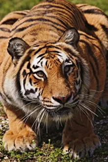 Bengal Tiger, Panthera