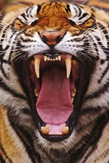 Powerful Prints: Bengal Tiger, Panthera tigris