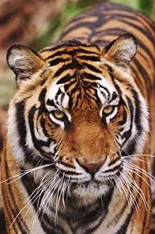 Powerful Prints: Bengal Tiger, Panthera tigris