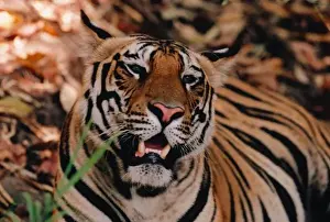 Images Dated 12th May 2011: Bengal Tiger, Panthera tigris, Bandhavgarh Nat l Park, Khajuraho, Pradesh, India