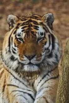 Images Dated 18th December 2006: Bengal Tiger, Panthera tigris, Louisville Zoo, Louisville, Kentucky