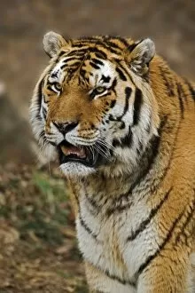 Bengal Tiger, Panthera tigris, Louisville Zoo, Louisville, Kentucky