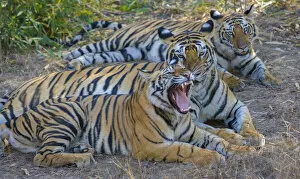 Images Dated 26th January 2007: Bengal tigers, Bandhavgarh National Park, India