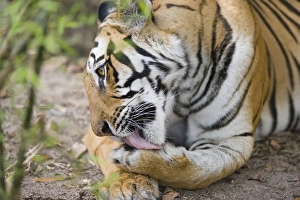 Tiger Prints: Bengal tigress licking paw, early morning, dry season
