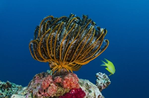 Images Dated 14th July 2014: Bennetts Feather Star (Oxycomanthus bennetti), Rainbow Reef, Fiji. South Pacific