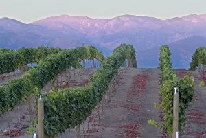 Images Dated 9th October 2005: Benson Winery vineyard rolls down to Lake Chelan, Washington, with sunrise red glow