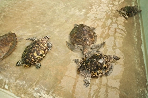 Vincent Prints: Bequia, St. Vincent & The Grenadines. Old Hegg Turtle Sanctuary