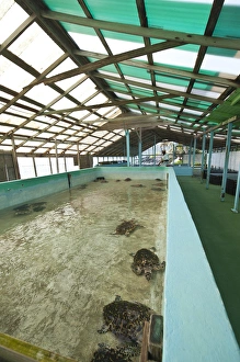 Images Dated 16th February 2011: Bequia, St. Vincent & The Grenadines. Old Hegg Turtle Sanctuary