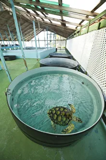 Images Dated 16th February 2011: Bequia, St. Vincent & The Grenadines. Old Hegg Turtle Sanctuary