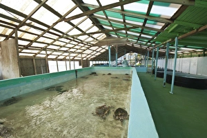 Images Dated 16th February 2011: Bequia, St. Vincent & The Grenadines. Old Hegg Turtle Sanctuary