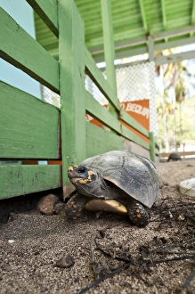 Images Dated 16th February 2011: Bequia, St. Vincent & The Grenadines. Old Hegg Turtle Sanctuary