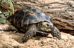 Images Dated 28th February 2007: Berlandiers Tortoise Gopherus berlanderi Southern Texas