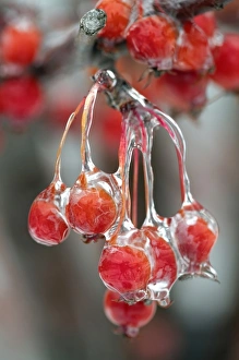 Images Dated 18th December 2010: Berries in ice, Louisville, Kentucky