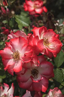 Mallorie Ostrowitz Prints: Betty Boop rose is a hybrid rose with a moderately fruity aroma