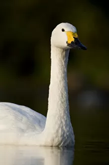 Bewicks Swan (Cygnus columbianus) portrait. UK