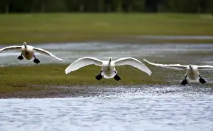 Swan Prints: Bewicks Swans (Cygnus columbianus) landing after migrating from the arctic to the UK
