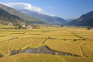 Ripe Prints: Bhutan, Paro. Fields of red rice are golden as they ripen in this fertile valley