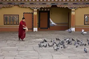 Robe Prints: Bhutan, Thimphu. A monk feeds the pigeons inside the courtyard of Tashi Chho Dzong