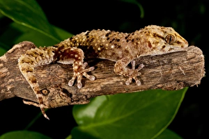 Images Dated 20th August 2011: Bibrons Gecko, Pachydactylus bibroni, Native to Africa