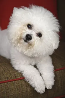 Cute Prints: Bichon Frise dog lying on the couch. (PR)