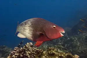 Bicolor Parrotfish (Scarus rubroviolaceus) off of Wolf Island in the northern archepelago
