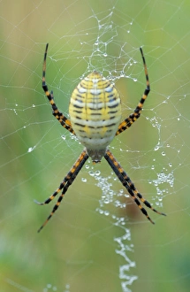 Down East Prints: Biddeford, ME A garden spider (argiope) in its web. Arachnid class. In a field