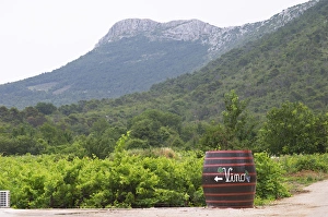 Images Dated 8th July 2006: Big barrel standing in the vineyard with writing painted in white saying Vino, grape bunch
