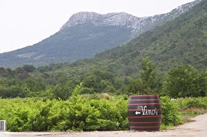 Images Dated 8th July 2006: Big barrel standing in the vineyard with writing painted in white saying Vino, grape bunch