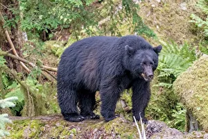 Betty Sederquist Prints: Big black bear rules the creek