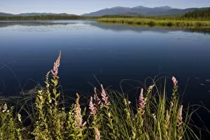Images Dated 30th July 2006: Big Cherry Pond and the Presidential Range in Jefferson, New Hampshire. Pondicherry