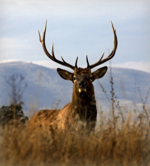 Bison Prints: Big Elk with Large Rack of Horns National Bison Range Charlo Montana