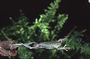 Tree Frog Prints: Big Eye Treefrog Jumping, Leptopelis vermiculatus, Native to Tanzania