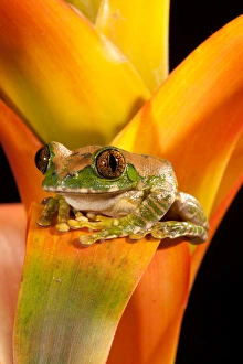 Anuran Prints: Big Eye Treefrog, Leptopelis vermiculatus, Native to Eastern Africa