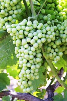 Arable Prints: Big grape bunch. Muscat grape variety. Kantina Miqesia or Medaur winery, Koplik. Albania