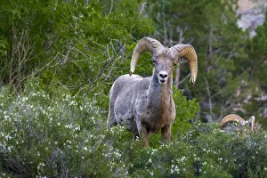 Wilderness Area Prints: Big horn ram portrait in wildflowers, Dinosaur National Monument, Utah, USA