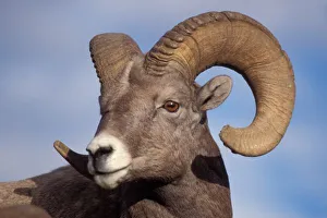 Animal Body Prints: big horn sheep, mountain sheep, Ovis canadensis, ram in Yellowstone National Park