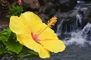 Images Dated 23rd March 2008: Big Island, Hawaii. Hibiscus flower the Big Island Hawaii