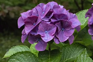 Big leaf hydrangea growing in the gardens of Dunvegan Castle in northern Isle of Skye