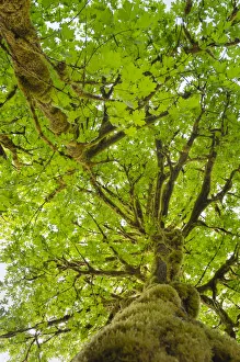 Images Dated 15th March 2019: Big-Leaf Maple (Acer macrophyllum) Baker River, North Cascades National Park, Washington