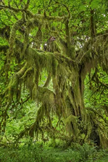 Big Leaf Maple tree draped with Club Moss, Hoh Rainforest, Olympic National Park, Washington State