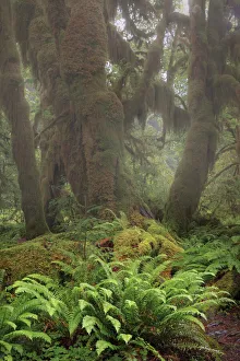 Big Leaf Maple tree draped with Club Moss, Hoh Rainforest, Olympic National Park, Washington State