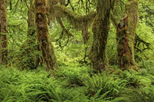 Big Leaf Maple tree draped with Club Moss, Hoh Rainforest, Olympic National Park, Washington State
