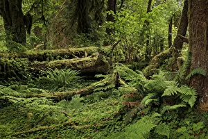 Moss Gallery: Big Leaf Maple tree draped with Club Moss, Hoh Rainforest, Olympic National Park, Washington State