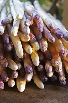 A big pile of white asparagus with violet tipped tip on a dark brown rusty iron table
