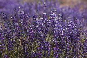 Michael Qualls Prints: Big Pine Creek hillside, Eastern Sierra, California. Fields of flowering, purple lupine