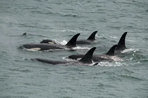 Orca Prints: Big pod of orcas in Icy Strait a family unit