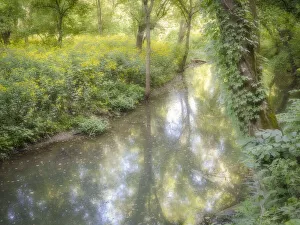 Missouri Prints: Big Sugar Creek area, Pineville, Missouri, flowers are Jerusalem artichoke
